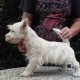 Уест хайленд уайт териер от NETTISDOGS