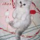 Персийска Чинчила (chinchilla silver), сребърна котка, зелени очи, разплод