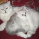 Персийска Чинчила (chinchilla silver), сребърна котка, зелени очи, разплод