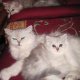 Персийска Чинчила (chinchilla silver), сребърна котка, зелени очи, разплод