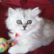 Персийско коте чинчила - сребърно таби, женско сладурче