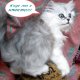 Персийско коте чинчила - сребърно таби, женско сладурче