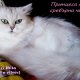 Персийска Чинчила (chinchilla silver), бяла котка, разкошни синьо-зелени очи