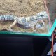 Продавам леопардов гекон
