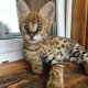 Налични котенца serval, каракал със савана