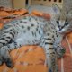 Налични котенца Serval caracal и Savannah F1