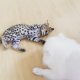 Налични котенца Serval caracal и Savannah F1