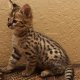 Налични котки, serval, caracal, savannah и ocelot котенца