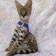Савана и кокошки котенца, Serval на разположение