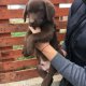 Лабрадор - 2 месечни шоколадови кученца
