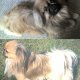 Кученца декоративна порода Кралски Пекинез - Мъжки и Женски
