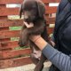 Лабрадор - шоколадови мъжки кученца