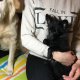 Мини шпиц - четиримесечно мъжко кученце