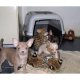 Serval и Savannah, каракал и оцелоти котенца на разположение