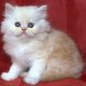 Шотландско светло кремаво котенце