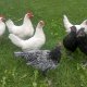 Белолика испанска кокошка, легхорн и андалуска синя кокошка