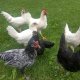 Белолика испанска кокошка, легхорн и андалуска синя кокошка