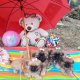 Мъжки и Женски кученца Кралски Пекинез с ваксина, паспорт, подаръци