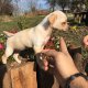Мини пинчер - перфектно кученце