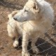 Швейцарска овчарка - женско кученце