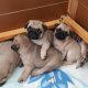 Чистокръвни кученца мопси