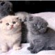 Очарователни шотландски сгъваеми котенца за продажба