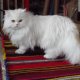 Породисто персийско коте, бяло, женско, персийка, котенце.