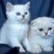 Колорпойнт - късокосмести котенца със сини очи