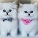 Чистокръвни женски и мъжки котенца Сребърна чинчила (Silver chinchila) от елитни родители