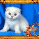 Колорпойнт - късокосмести котета със сини очи