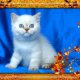 Колорпойнт - късокосмести котета със сини очи