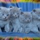 Чистокръвни Британски котенца