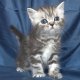 Силвер таби - мъжко котенце