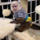 Очарователна и сладка маймуна капуцин