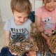 Налични котенца сервал, савана и каракал