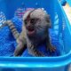 Finger Marmoset Monkeys for sale