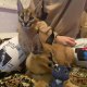 Каракал коте каракал налични
