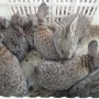 Продавам зайчета от породата Белгийски Великан
