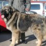 Кавказки Овчарки