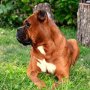 Мъжки боксер за разплод