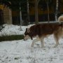 Продавам кафяво женско сибирско хъски