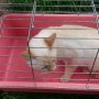 Продавам сиамска котка