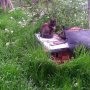 Продавам ангорска котка