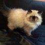 Продава персийски котенца