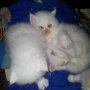 Малки бели персийски котенца