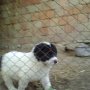 Продавам каракачанка