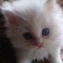 Персийски котета