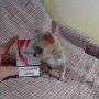 Продавам чистокръвни мини чихуахуа