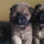 Продавам кучета чау чау
