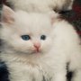 Продавам чистокръвни персийски пухчета